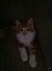Maine Coon