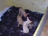 süße liebe chihuahua von 4 auf drei welpen