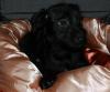 Seltene Zwergpinscher /  Shih-Tzu Mix-Welpen