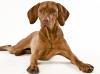 Exzelletnte Magyar Vizsla Wurfankündigung für Januar 2012!!!