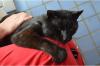  Salomon,  schwarzer verschmuster Kater,  sucht einen Menschen mit Herz! 