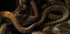 Woma Python ( Aspidites Ramsayi ) 1.0 DNZ 2010