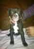 Liebenswerte Schmusewelpen Pitbull Rednose suchen ihr neues Zuhause !!!!
