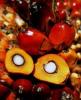 Zu verkaufen,  rohes und raffiniertes: Palmöl,  Sonnenblumenöl,  Sojaöl