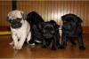 Mops Welpen suchen* neues Zuhause 