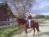 Liebe Traber stute sucht Dringend neues zuhause!!!