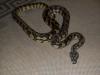 Teppichpython
