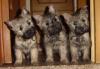 Terrier Welpen Hobbyzucht