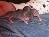 Meine Ratten haben Babys bekommen,  alle Mamis sind handzahm und lassen sich jede