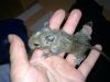 Degu-Nachwuchs (weiblich Schecke + Agouti) abzugeben