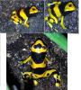 Dendrobates Leucomelas  - Gebänderte Pfeilgiftfrösche