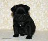 Mops Welpen geboren am 11.11.2011