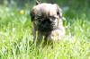 Zwerggriffon,  Brüsseler Griffon,  Belgischer Griffon 