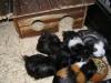 Gruppe aus 5 Meerschweinchen sucht dringend neues zu Hause