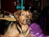 DRINGEND - private Betreungsstelle für meine 2 Hunde gesucht !