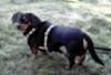 DRINGEND - private Betreungsstelle für meine 2 Hunde gesucht !