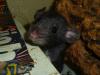 Dumbo Ratten 2 Böcke