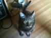 Unser Kater ist seit dem 12.12.2011 entlaufen