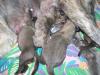 Irish Wolfhound Welpen
