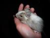 Degu-Jungtier (Schecke) abzugeben