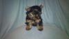 Yorky Welpen