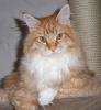Internationale Katzenausstellung