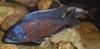 Copadichromis borleyi Kadango Red Fin