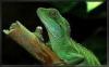 wasseragame