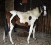 Paint Horse Mix - 2, 5 Jahre -Wallach- in verantwortungsvolle Hände abzugeben