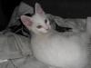 Maine coon Katerchen sucht neues zu hause