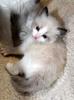 Daisy,  Süsses Ragdollkitten in seal point bicolor