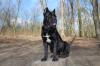 Wunderschöner Cane Corso  Deckrüde     Preis:450, - EUR 