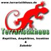 Jungferngeckos,  Frösche,  Zwergchamäleons
