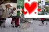 american bulldog ,  2 Rassehunde Welpen,  sofort abzugeben