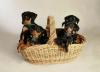 Deutsche Pinscher Welpen aus liebevoller Hausaufzucht ab Mitte April 2012 abzuge