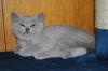 Britisch Kurzhaar Katerchen Quintus in hellem Lilac sucht ab Ende Jan. 2012 ein 