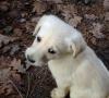 Doodle Welpen,  Weiße Labradoodle,  TOP Familienhunde zu vergeben