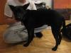 Schöner Labrador Mix,  geimpft ,  kastriert,  hundeschule