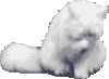 Katze - Züchterprogramm