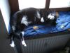 Powerkater Max sucht katzenerfahrene Menschen
