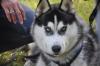 Deckrüde,  VDH/ FCI/ DCNH- Siberian Husky Rüde 