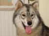 Siberian-Husky-Welpen aus VDH/ FCI/ DCNH-Zucht,  C-Wurf geplant 