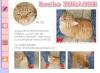 kleine rot getigerte Katze sucht ZUHAUSE