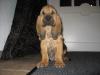 Bloodhounds of Samaria  / /   Welpen mit Papieren 