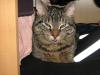 Kater vermisst seit dem 06.02.2012 in Bergkamen