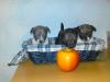 reinrassige Chihuahua Welpen