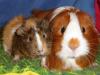 Meerschweinchen aus privater Notstation !!!