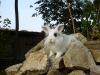 Kaninchen aus privater Notstation, suchen ein neues zu hause!!!