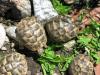 Griechische Landschildkröten Testudo hermanni boettgerie von 2013