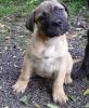 Bullmastiff/  Hundewelpen zu verkaufen 